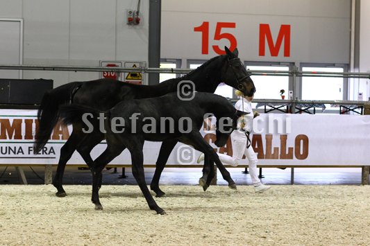 BELLY DANCER_MILANO_2010_SS3_7881.jpg